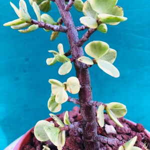 May include: A small succulent plant with green and white leaves growing in a terracotta pot filled with brown rocks. The plant has a thick, brown stem and is growing upright.
