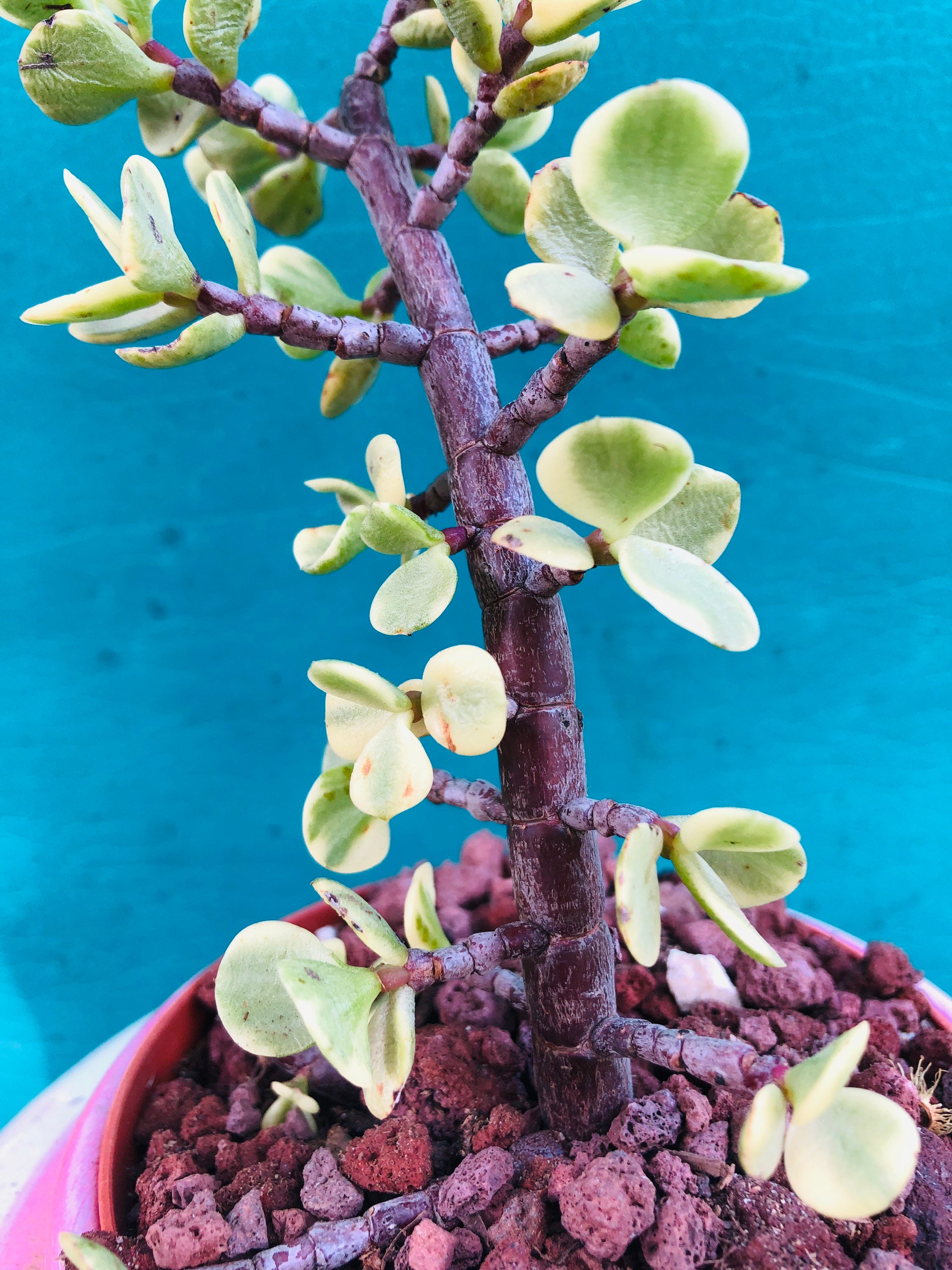 Rare Elephant Ears Variegated Succulent Bonsai Tree Live Rooted