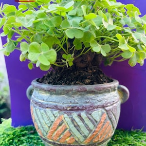 Rare Green Shamrocks/bonsai/Oxalis Triangularis/Lucky Plant/Love Plant/Wood Sorrel - House Plant/Home Decoration/Holiday Gift