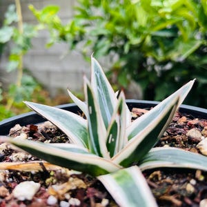 Agave Victoriae-reginae White Rhino: Rare Drought-tolerant Succulent - Etsy