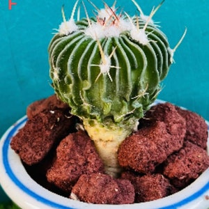 Rare  cactus Stenocactus multicostatus (Hildm.) A. Berger ex A.W. Hill Live Rooted get 2 free Succulents