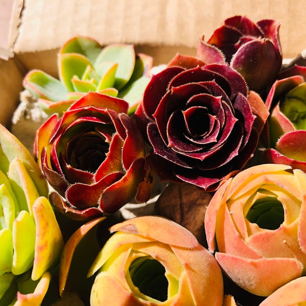 Aeonium - Etsy
