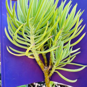 May include: A potted succulent plant with long, slender, light green leaves. The plant has a thick, yellow-brown stem and is set against a purple background. The pot contains small, light-colored pebbles.