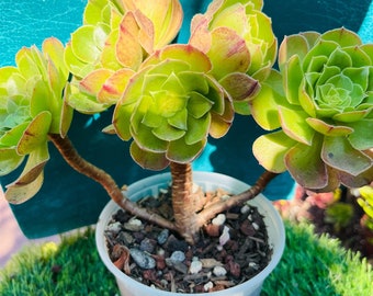 Rare holding Aeonium Halloween old trunk Live Rooted , get 2 free succulent cuttings