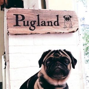 Pode incluir: Uma placa de madeira com a palavra "Pugland" e uma ilustra&ccedil;&atilde;o de um pug. Abaixo da placa, um pug com pelagem preta e castanha olha para a c&acirc;mera. A placa est&aacute; montada em uma parede de tijolos brancos.