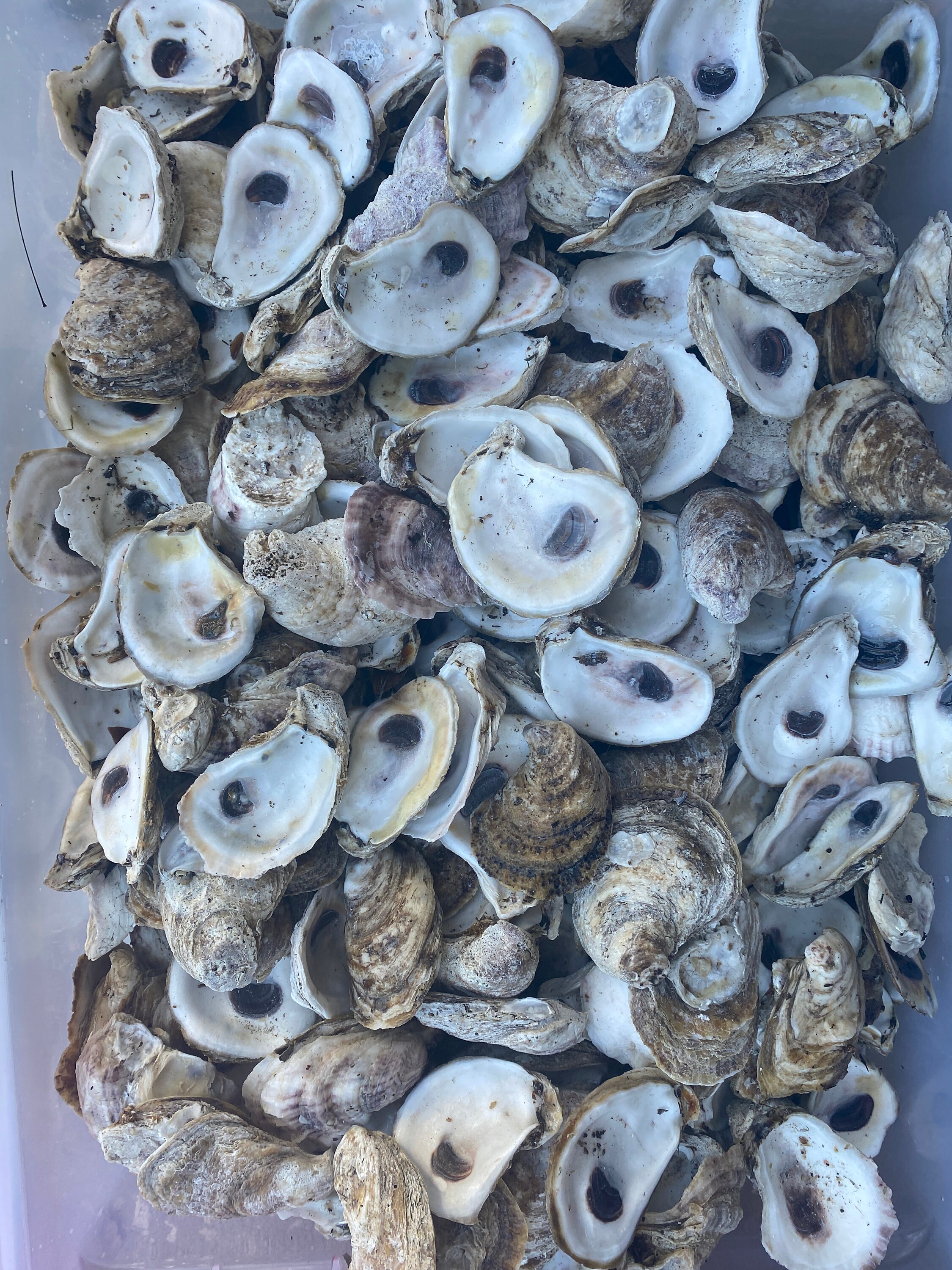 100 coquilles dhuîtres 23 Huîtres en vrac Artisanat Etsy