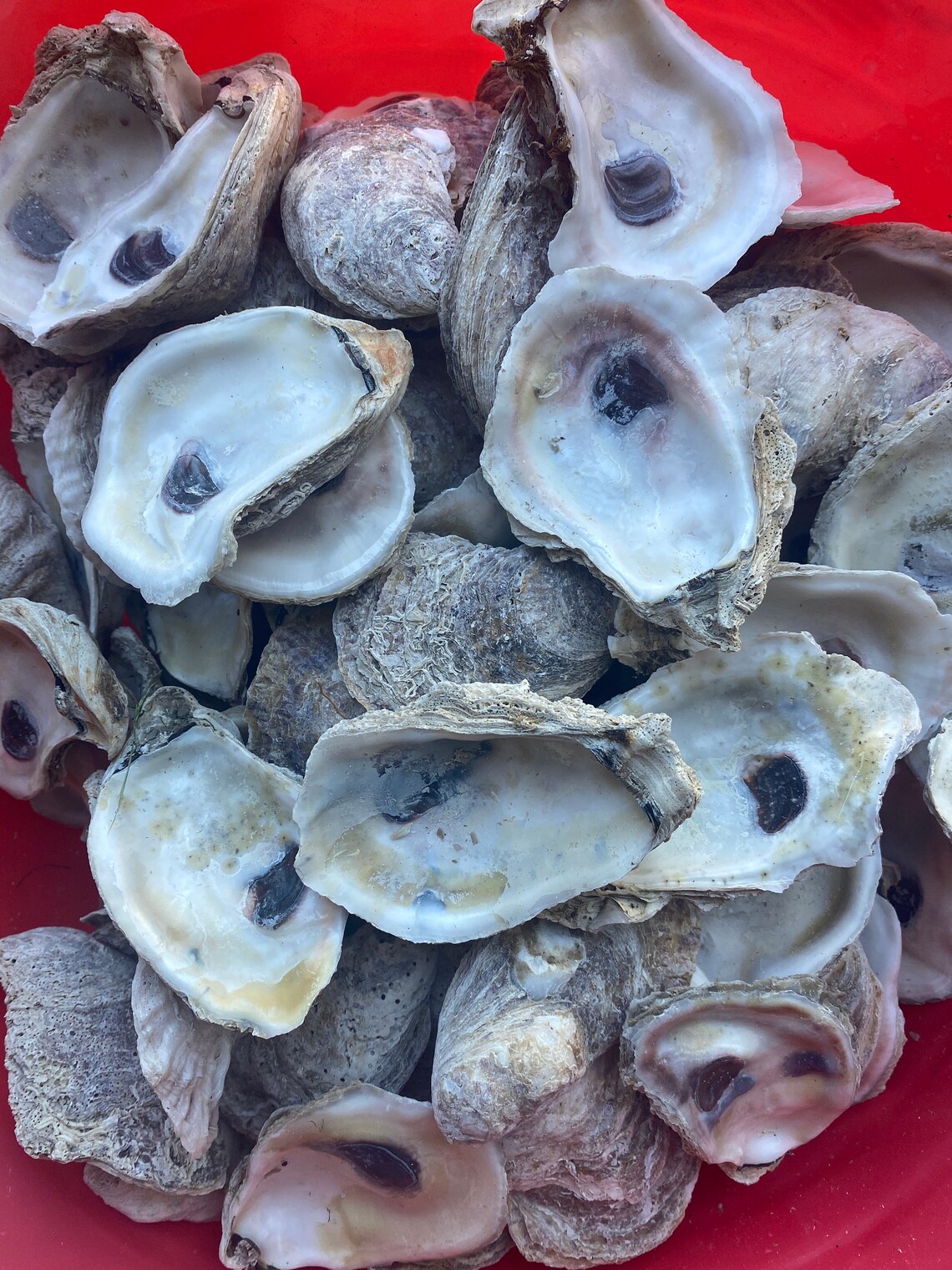 Large 50 oyster shells 34 Bulk Oysters Crafts Beach Etsy