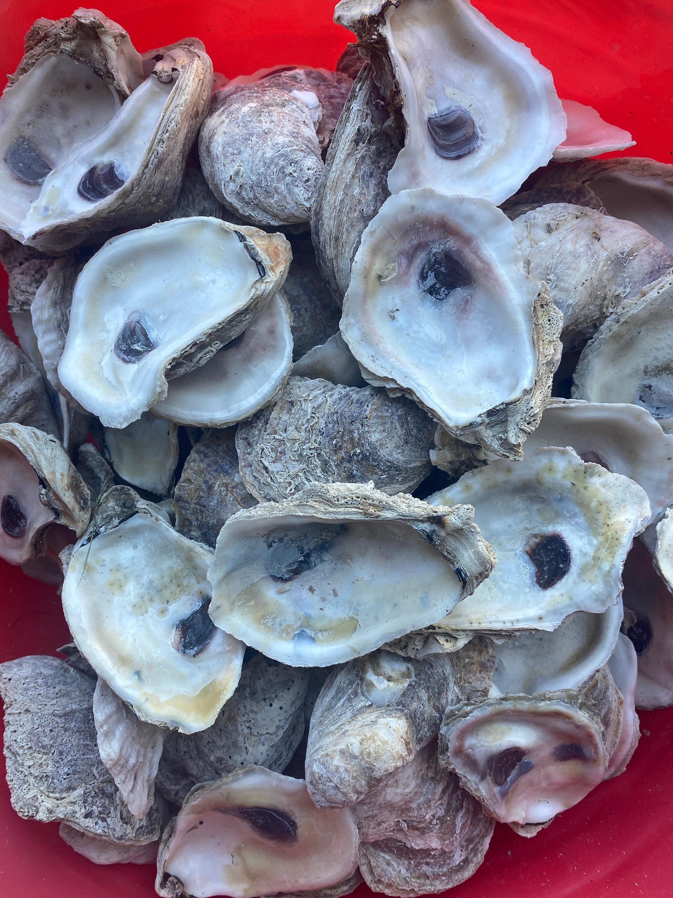 100 coquilles dhuîtres 23 Huîtres en vrac Artisanat Etsy