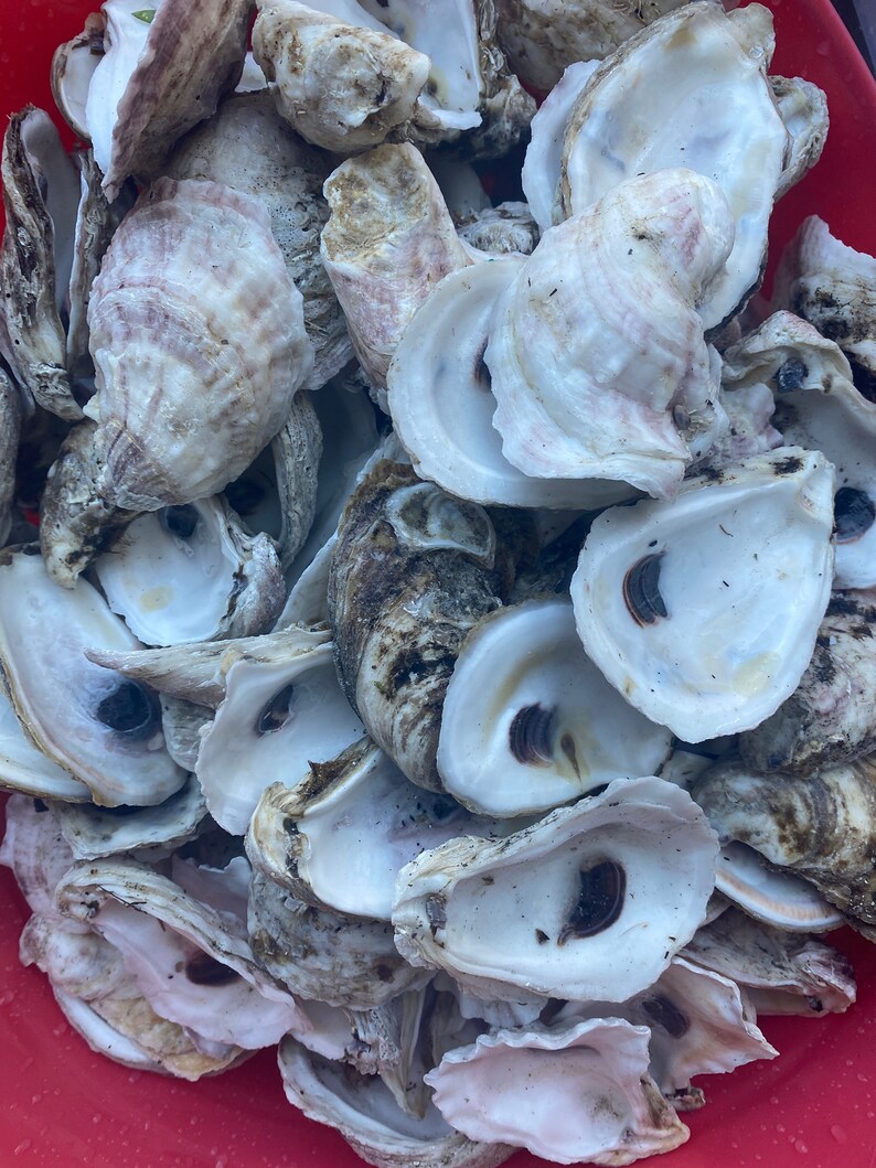 Large 50 oyster shells 34 Bulk Oysters Crafts Beach Etsy