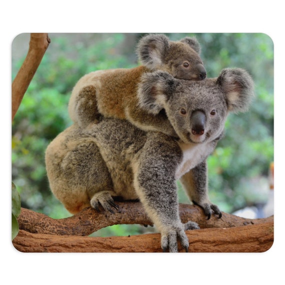 Maman koala best sale porte bébé