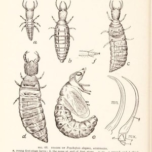 May include: A black and white scientific illustration titled Insect Transformation, Fig. 68. Stages of Psychopsis elegans, Australia. It displays five labeled insect developmental stages from a to e, a foot detail f, and mandible mn, maxilla mx, st, p, c, g.