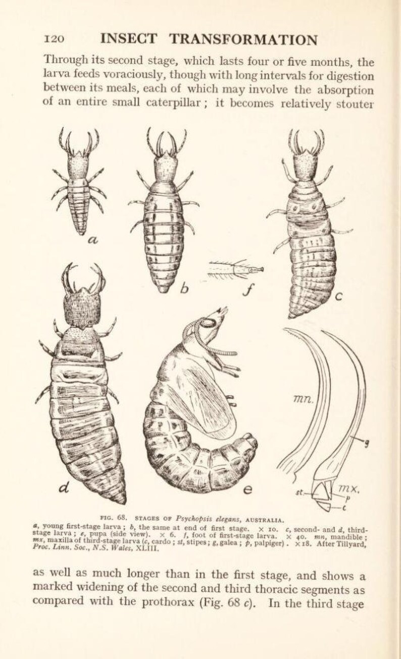 May include: A black and white scientific illustration titled Insect Transformation, Fig. 68. Stages of Psychopsis elegans, Australia. It displays five labeled insect developmental stages from a to e, a foot detail f, and mandible mn, maxilla mx, st, p, c, g.