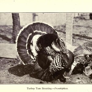 239 Rare Old Books on Chicken Keeping And Poultry Hens Ducks Geese Turkeys Coops Breeds Eggs Incubation Collection | Size 2.0 GB Bild 11
