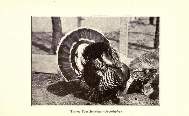 239 Rare Old Books on Chicken Keeping And Poultry Hens Ducks Geese Turkeys Coops Breeds Eggs Incubation Collection | Size 2.0 GB Bild 11