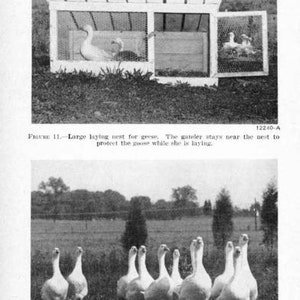 K&ouml;nnte beinhalten: Ein schwarz-wei&szlig;es Archivfoto mit zwei Abschnitten. Der obere Abschnitt zeigt einen rechteckigen Nistkasten aus Holz mit Drahtgitterseiten, in dem sich G&auml;nse befinden. Der untere Abschnitt zeigt eine Herde wei&szlig;er G&auml;nse auf einer Wiese.