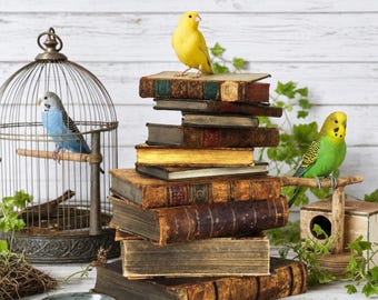 May include: A stack of weathered, antique books with a bright yellow canary perched on top. A blue budgie sits inside a metal birdcage to the left, while a green and yellow budgie rests on a wooden perch to the right. A small bowl of birdseed sits nearby.