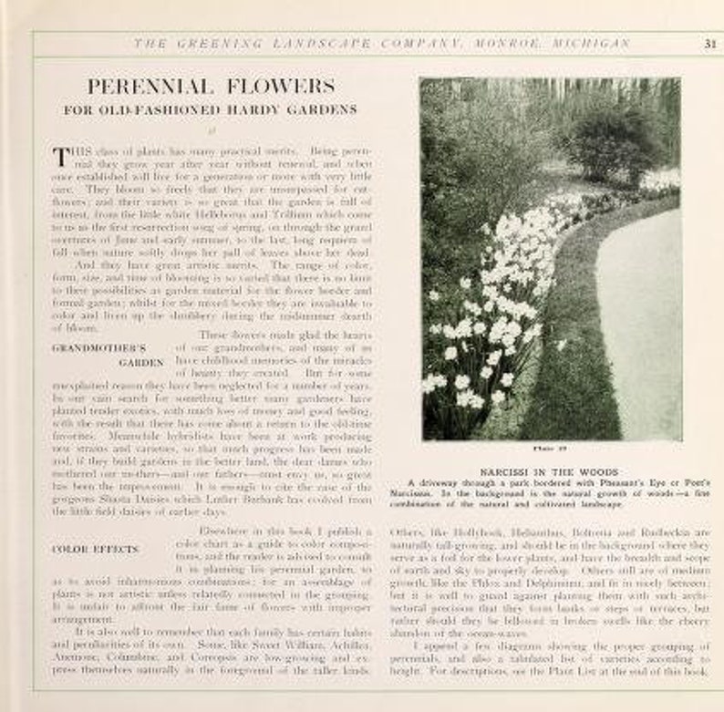 May include: A black and white photograph of a garden path lined with white flowers. The text "Narcissus in the Woods" is printed below the image.