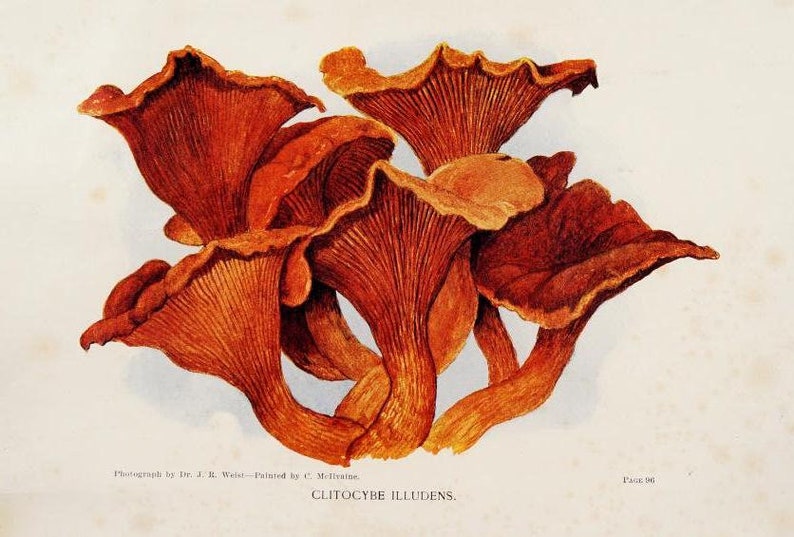 May include: A cluster of orange-brown mushrooms with a textured, wavy surface. The mushrooms are arranged in a circular pattern, with the caps overlapping. The image is labeled "CLITOCYBE ILLUDENS."