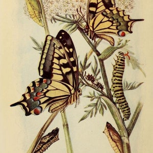 May include: A botanical illustration titled Swallow-tail Butterfly. Male and female, with caterpillars and chrysalids. Pl. 1. Frontispiece. The image depicts two yellow and black swallowtail butterflies, two caterpillars, and three chrysalids on stems.