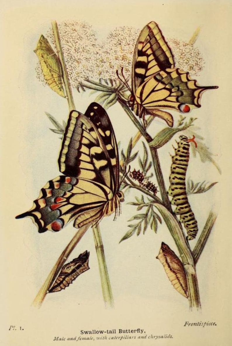 May include: A botanical illustration titled Swallow-tail Butterfly. Male and female, with caterpillars and chrysalids. Pl. 1. Frontispiece. The image depicts two yellow and black swallowtail butterflies, two caterpillars, and three chrysalids on stems.