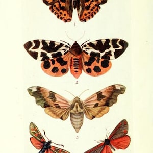 May include: A vintage-style illustration of five insects labeled British Butterflies and Moths. The image displays a Painted Lady Butterfly, Garden Tiger Moth, Lime Hawk-Moth, Six-Spot Burnet Moth, and Cinnabar Moth with detailed wing patterns.