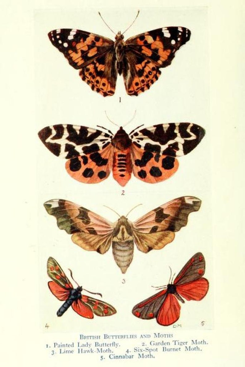 May include: A vintage-style illustration of five insects labeled British Butterflies and Moths. The image displays a Painted Lady Butterfly, Garden Tiger Moth, Lime Hawk-Moth, Six-Spot Burnet Moth, and Cinnabar Moth with detailed wing patterns.