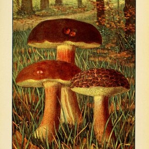 May include: Three brown mushrooms with red-brown caps growing in a patch of green grass. The mushrooms have white stems and are surrounded by green foliage. The image is labeled "Bolet &agrave; chair jaune - Boletus chrysenteron Suspect".