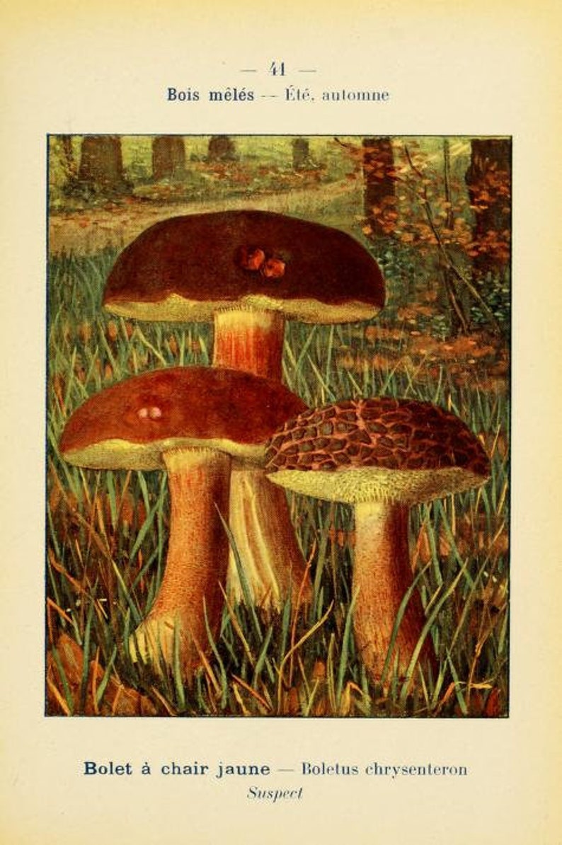 May include: Three brown mushrooms with red-brown caps growing in a patch of green grass. The mushrooms have white stems and are surrounded by green foliage. The image is labeled "Bolet &agrave; chair jaune - Boletus chrysenteron Suspect".