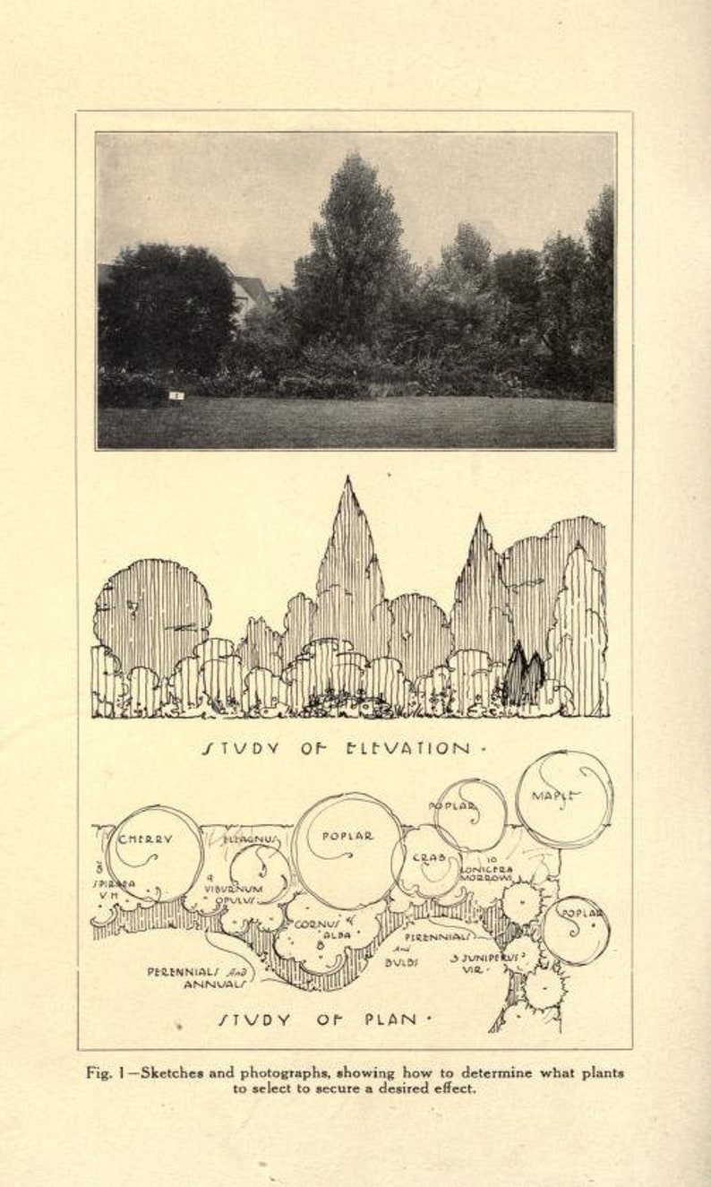 May include: A black and white illustration of a garden plan with a key showing the names of different plants, including cherry, maple, poplar, crab, viburnum, and juniper. The illustration shows the placement of the plants in a garden.