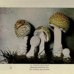 May include: A group of four mushrooms with white stems and caps with yellow and white spots. The caps are 3 to 6 inches in diameter and the stems are 4 to 6 inches tall. The mushrooms are called Fly Amanita (Amanita muscaria, L.).