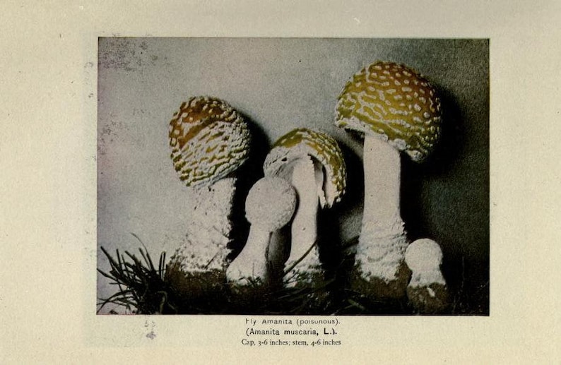 May include: A group of four mushrooms with white stems and caps with yellow and white spots. The caps are 3 to 6 inches in diameter and the stems are 4 to 6 inches tall. The mushrooms are called Fly Amanita (Amanita muscaria, L.).