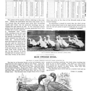 K&ouml;nnte beinhalten: Eine Seite aus der Publikation Ducks and Geese mit einer Tabelle zu vergleichenden F&uuml;tterungsversuchen, einem Foto einer Gruppe von Enten in einem Gehege und einer detaillierten schwarz-wei&szlig;en Illustration eines Paares blauer schwedischer Enten.