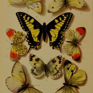 May include: A vintage-style scientific illustration labeled Plate 1, featuring eight distinct butterfly species arranged on a light background. The butterflies display various wing patterns in shades of yellow, black, white, and orange, each numbered for identification.