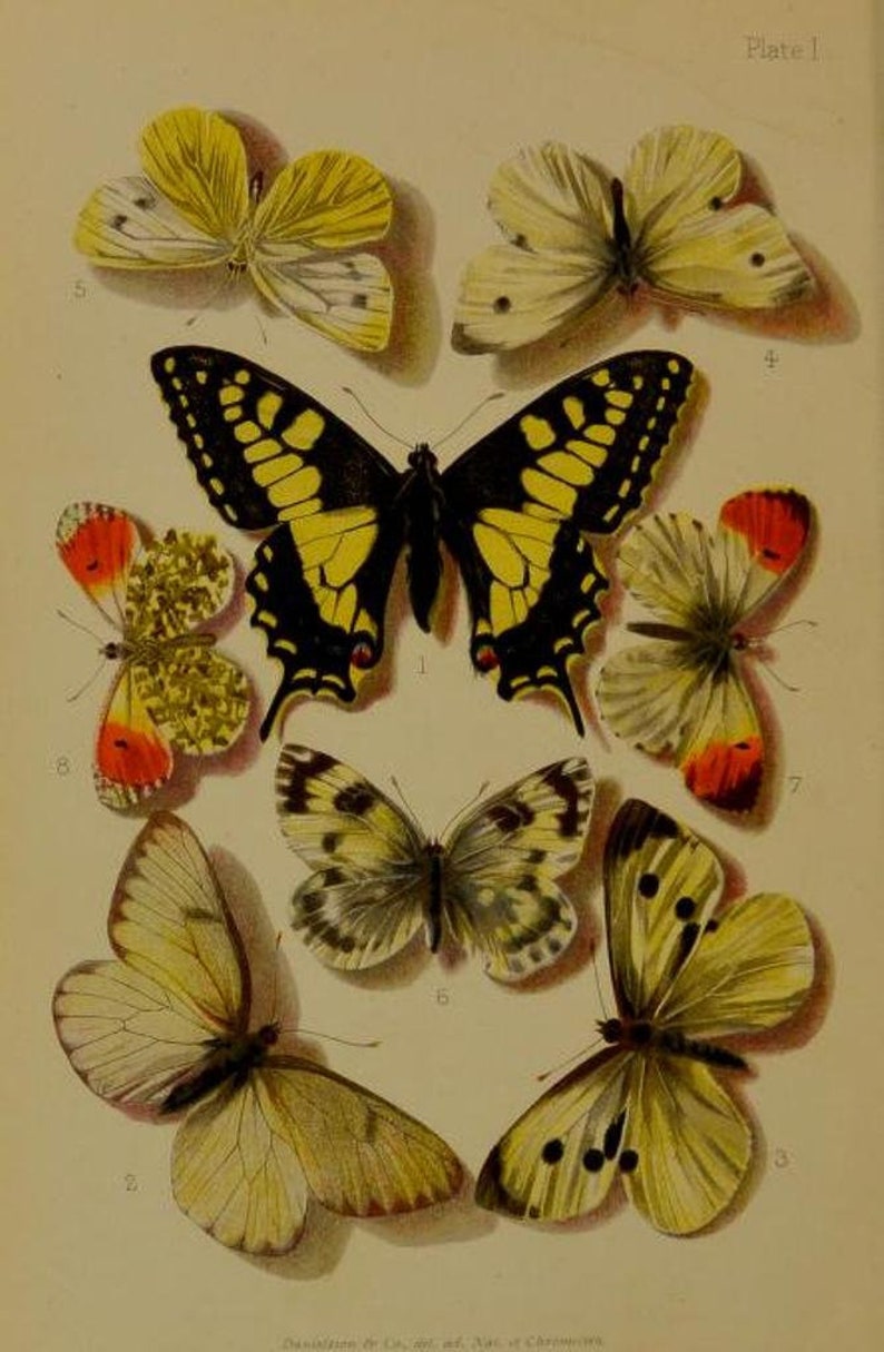 375 Rare Old ENTOMOLOGY Books PDF Download Insects Etsy UK