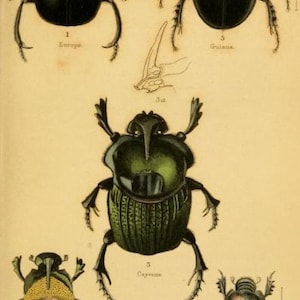 May include: A scientific illustration labeled Plate 10 featuring five distinct beetle species. The insects are depicted in black, green, and brown tones with detailed anatomical structures, including horns and textured wing covers, alongside scientific names.