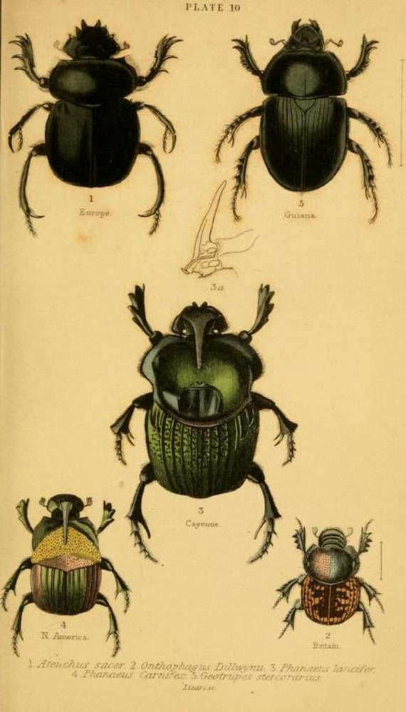 515pF98qivL._AC_SY200_QL15_.jpg