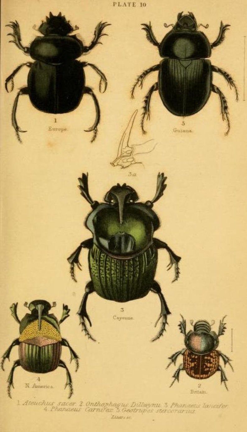 May include: A scientific illustration labeled Plate 10 featuring five distinct beetle species. The insects are depicted in black, green, and brown tones with detailed anatomical structures, including horns and textured wing covers, alongside scientific names.