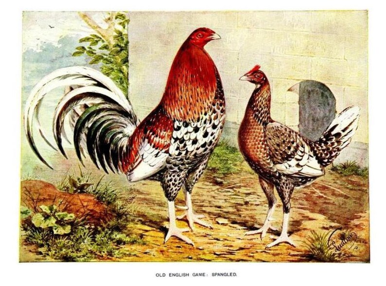 K&ouml;nnte beinhalten: Eine Illustration im Vintage-Stil von zwei Old English Game Spangled H&uuml;hnern. Der Hahn hat einen leuchtend roten Hals, wei&szlig;e und schwarze Schwanzfedern und ein gesprenkeltes Gefieder. Die Henne hat braun-wei&szlig; gemusterte Federn. Text: OLD ENGLISH GAME: SPANGLED.