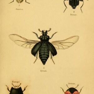 375 Rare Old Books on Entomology Insects Butterflies Moths Beetles Bugs Natural History Field Guides Collection | Size 7.5 GB image 11