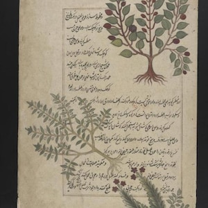 May include: An antique parchment page featuring hand-painted botanical illustrations of three distinct plants with green leaves, red berries, and visible root systems, accompanied by dense columns of handwritten Persian script in black ink.