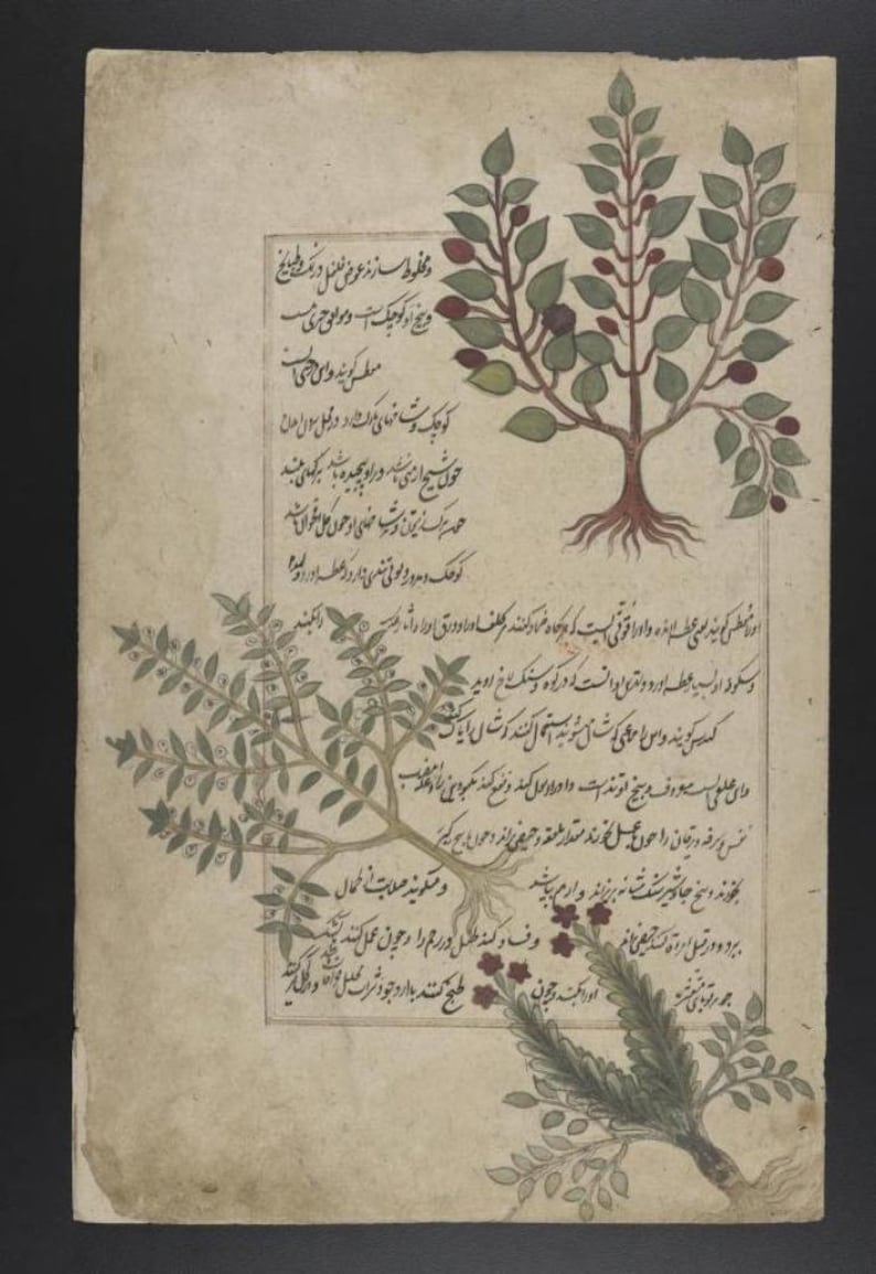 May include: An antique parchment page featuring hand-painted botanical illustrations of three distinct plants with green leaves, red berries, and visible root systems, accompanied by dense columns of handwritten Persian script in black ink.