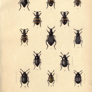 May include: A vintage scientific illustration labeled Plate 73, featuring thirteen detailed drawings of various beetles arranged in rows. The insects are depicted in black, brown, and tan tones, with some showing distinct orange bands across their backs.