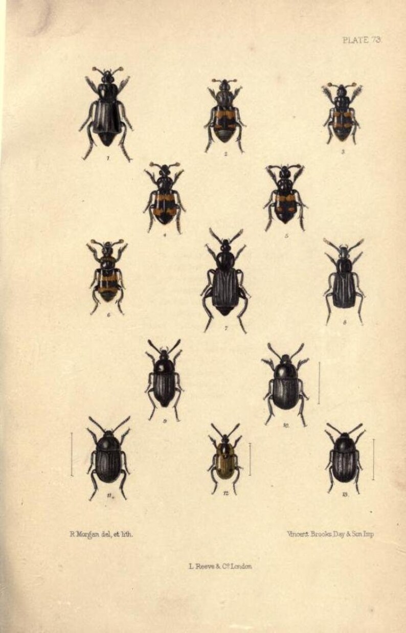 May include: A vintage scientific illustration labeled Plate 73, featuring thirteen detailed drawings of various beetles arranged in rows. The insects are depicted in black, brown, and tan tones, with some showing distinct orange bands across their backs.