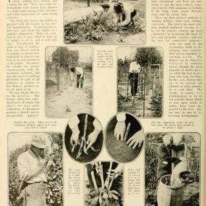 May include: A vintage magazine page with an article about growing dahlias. The article includes text about planting, caring for, and harvesting dahlias. The page also includes several black and white photographs of dahlias and people tending to them.