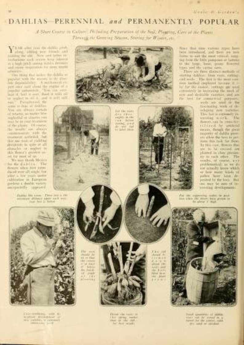 May include: A vintage magazine page with an article about growing dahlias. The article includes text about planting, caring for, and harvesting dahlias. The page also includes several black and white photographs of dahlias and people tending to them.