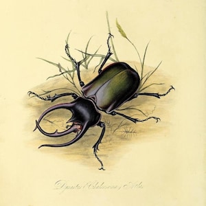 May include: A detailed scientific illustration of a Dynastes Chalcosoma Atlas beetle. The insect features a dark, iridescent green-black shell, prominent curved horns, and six spiky legs, positioned amidst blades of grass on a light background.