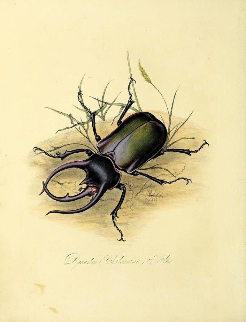 May include: A detailed scientific illustration of a Dynastes Chalcosoma Atlas beetle. The insect features a dark, iridescent green-black shell, prominent curved horns, and six spiky legs, positioned amidst blades of grass on a light background.