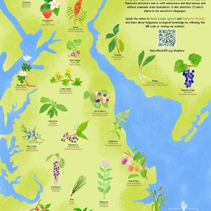 Könnte beinhalten: Ein Lehrplakat mit dem Titel The Place Where Plants Grow, das eine Karte der Delmarva-Halbinsel mit Illustrationen von 22 einheimischen Pflanzen zeigt, beschriftet auf Englisch, Unami Lenape und Nanticoke, inklusive QR-Code und Logo.