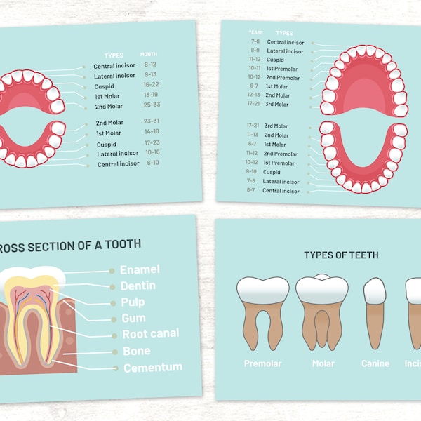 Dental Unit Study Tooth signs // Learning Sign // Play Pretend Dentist Teeth Label Sign