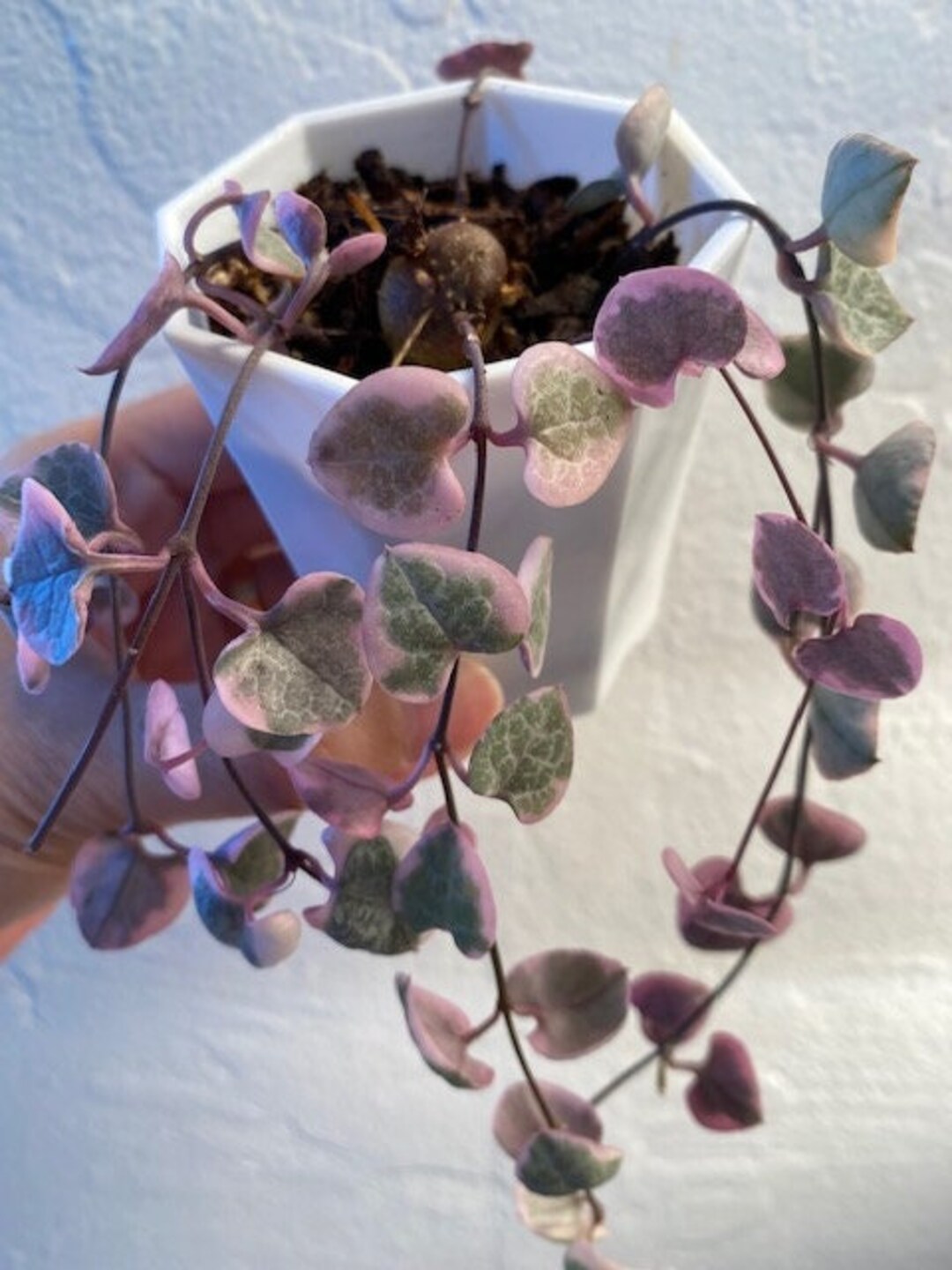 Variegated Pink String of Hearts RARE beautiful Variegated Etsy